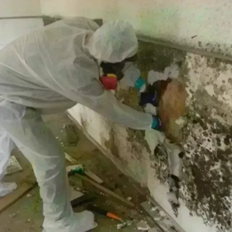 Mold Remediation and Removal in Accomac, VA